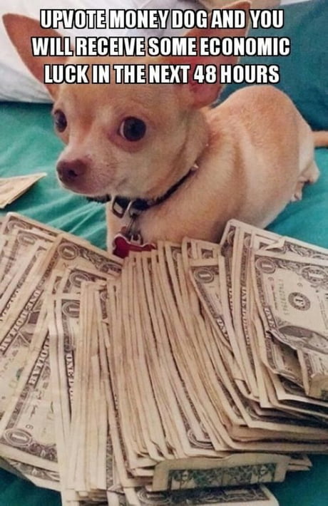 Do the dog