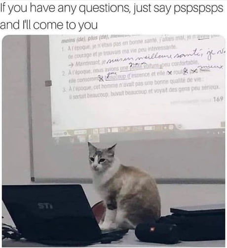 Cat Professor 9gag