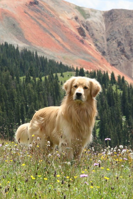 majestic golden retrievers