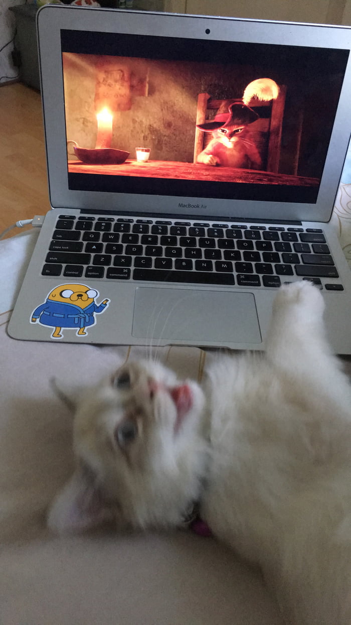 She goes crazy when she sees puss