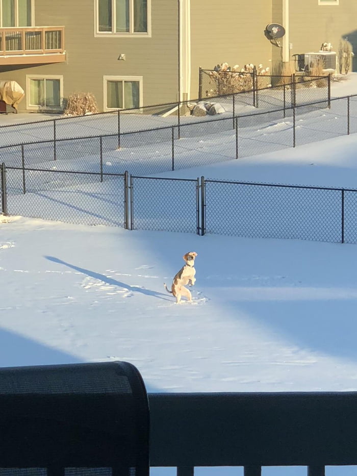 Derpy McDerpHound doesn’t like snow.