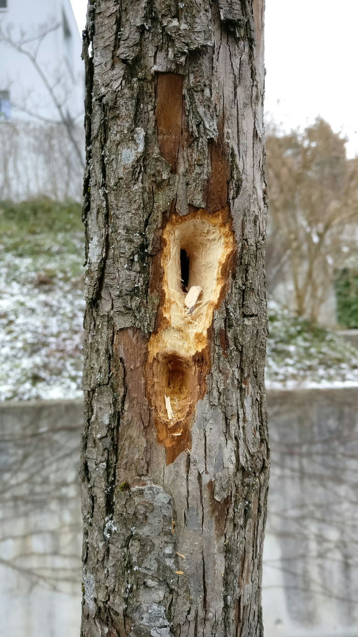 This is what a woodpecker leaves behind
