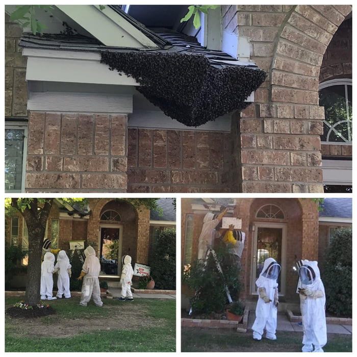 Neighbors had a massive swarm of bees invade their porch and during the removal process they let the kiddos suit up and “help”. I’m not sure what was more entertaining the removal of 50,000+ bees or the kids in those damn suits.