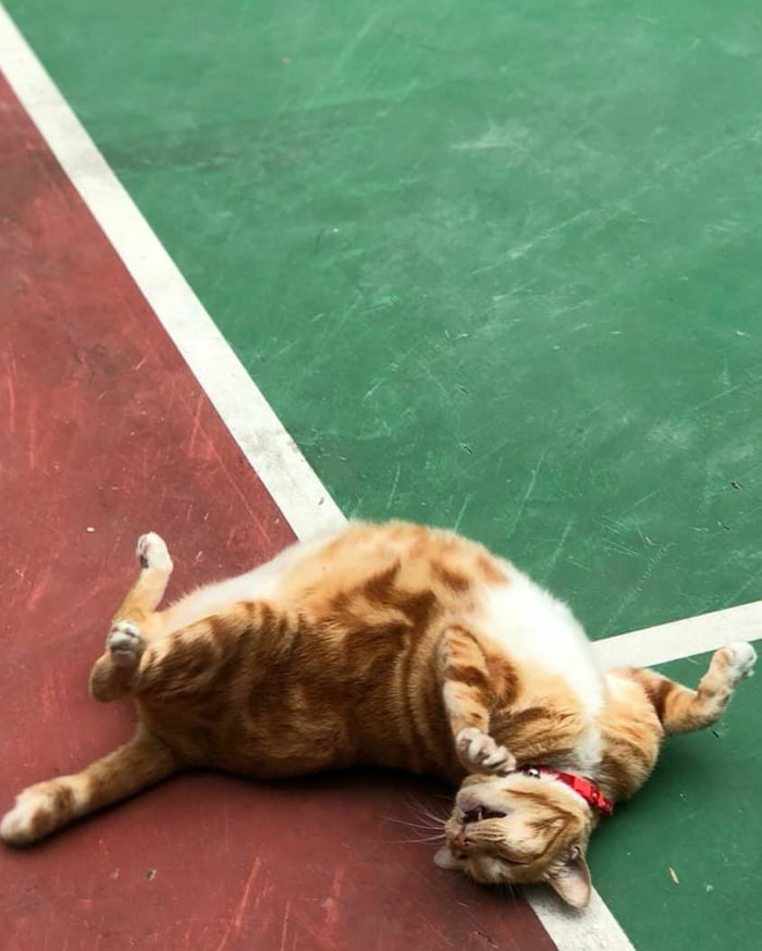 This cat is broken