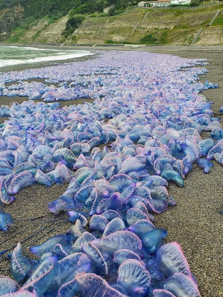 Best 30+ Portuguese Man O War fun on 9GAG