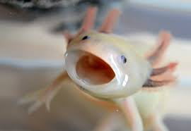 Best 30 Axolotl Fun On 9gag