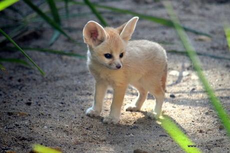 A Fennec With Ears The Size Of It S Head 9gag