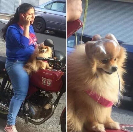 pomeranian helmet