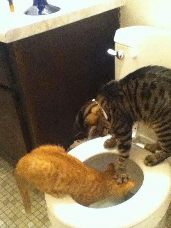 Cat being jerk
