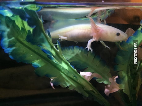 My New Baby Axolotl He She Glows Under Certain Types Of Light Needing Help With Names 9gag