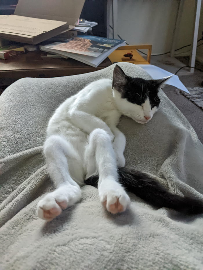 Cat's got knees 9GAG