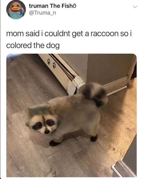 Cute little raccoon - 9GAG
