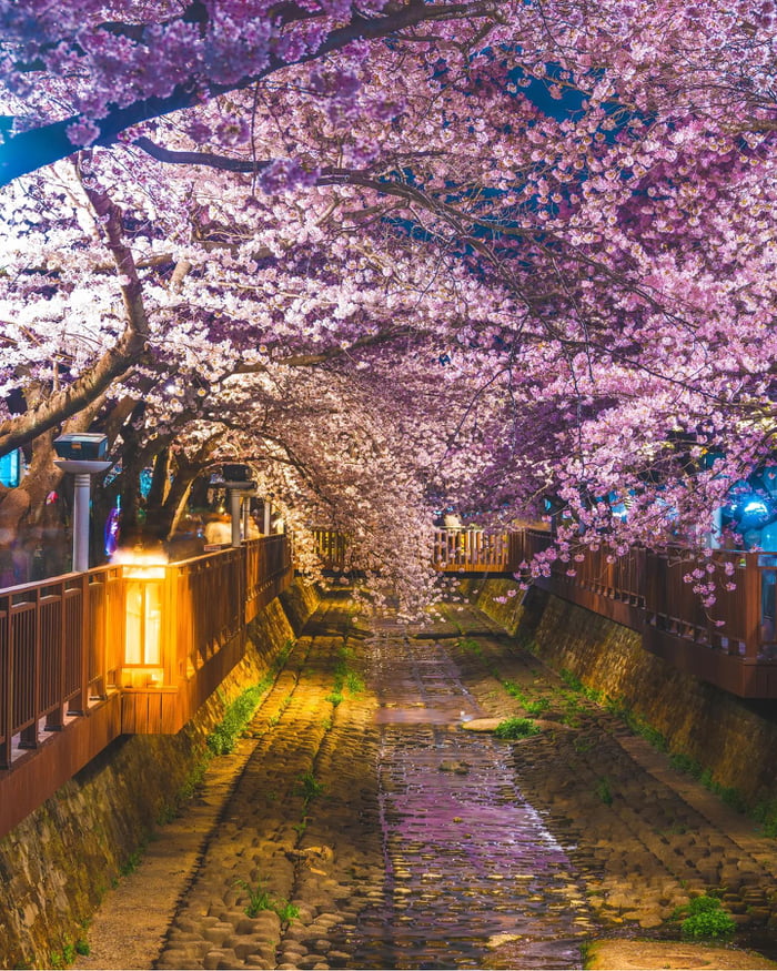 Cherry blossoms draped over the shallow Yeojwa Stream, Jinhae District ...