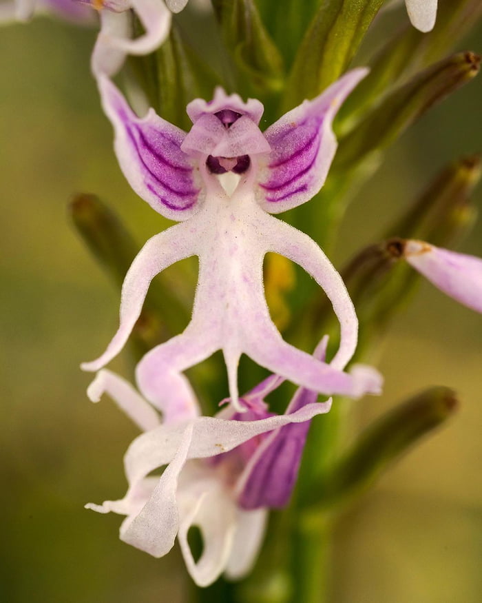 Naked man orchid 9GAG