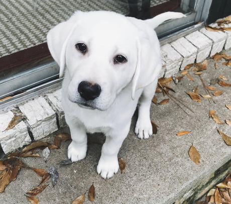 snow white lab puppies