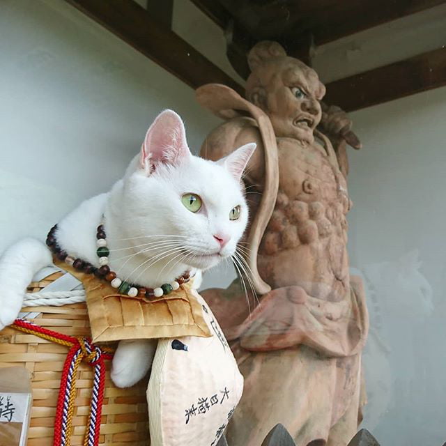 Meet The Adorable Cat Monks At The Meow Meow Shrine In Japan - 9GAG