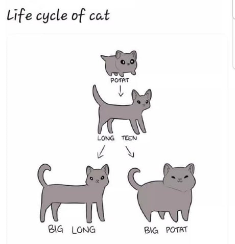 cat life