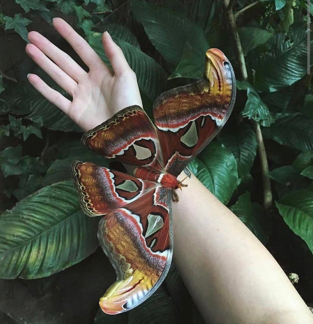 Attacus Atlas Moth
