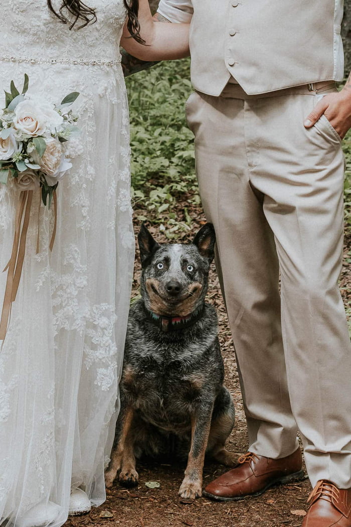 Adorable Dog Photobombs Her Pawrents‘ Wedding Photo With The Cutest ...