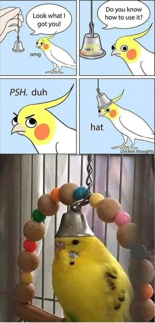 I'll never be as cool as this birb