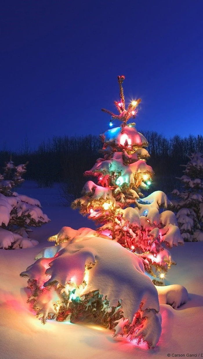 Xmas Tree 9GAG Xmas Tree 9GAG