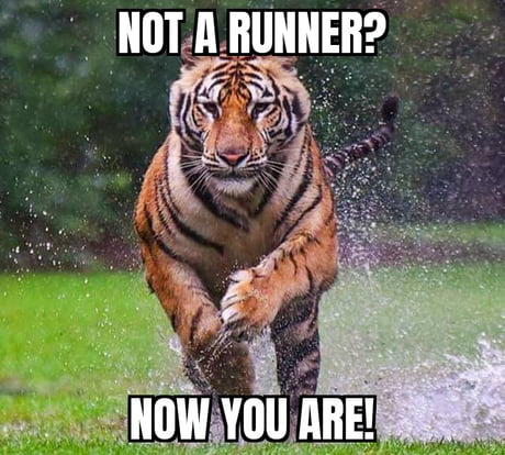 Best Funny tiger Memes - 9GAG