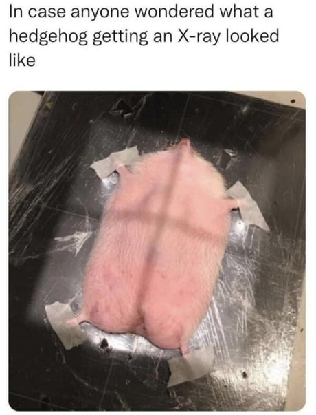 Best Funny xray Memes - 9GAG Best Funny xray Memes - 9GAG