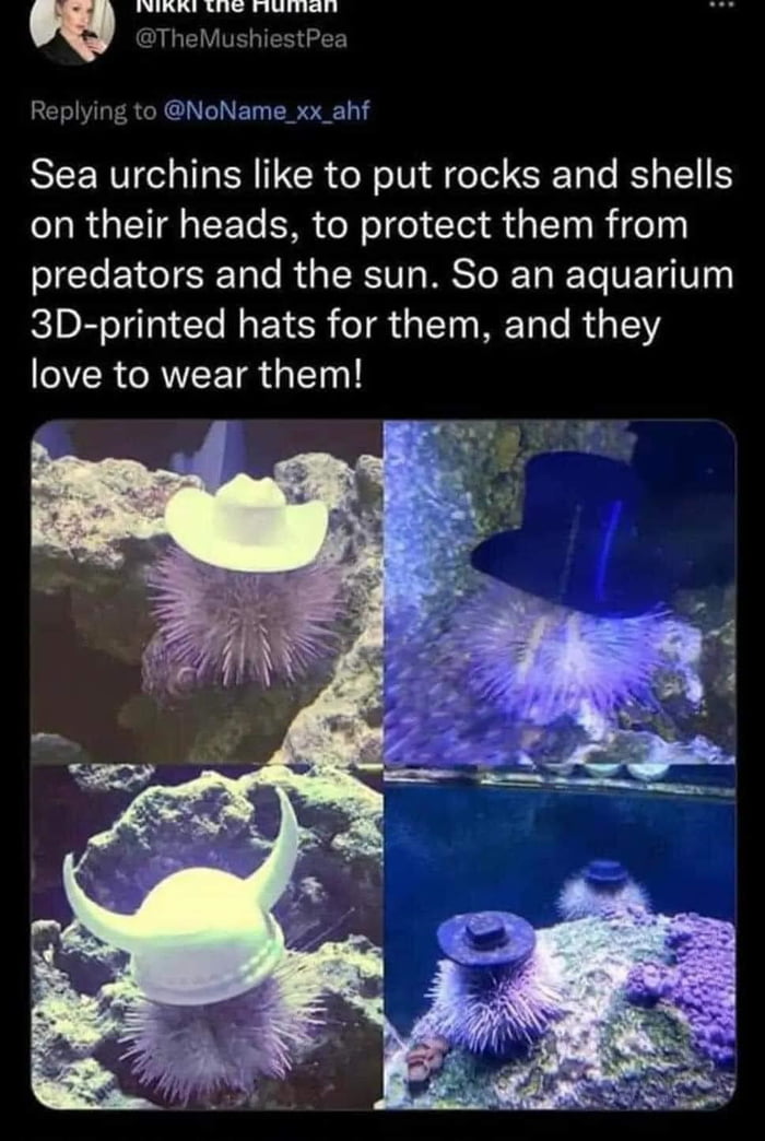 Even sea urchins are stylish 9GAG