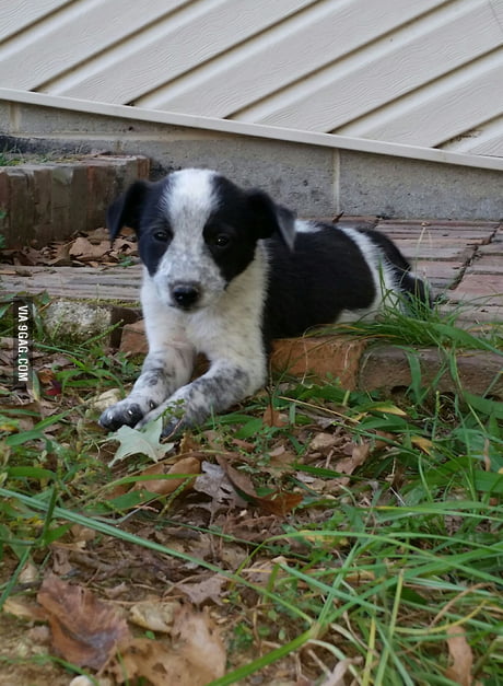 Sheltie best sale heeler mix