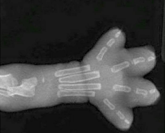 Even the cat's paw xray is cute af 9GAG