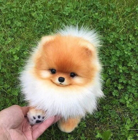 9gag best sale cute dog