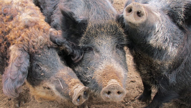 Aporkalypse: U.S. Fears Invasion Of Feral Hogs From Canada - 9GAG