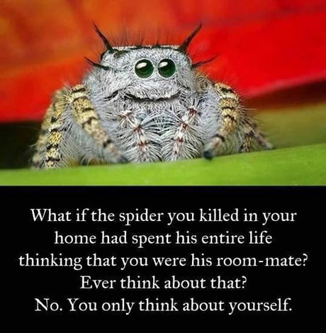 Spiders are your friends!