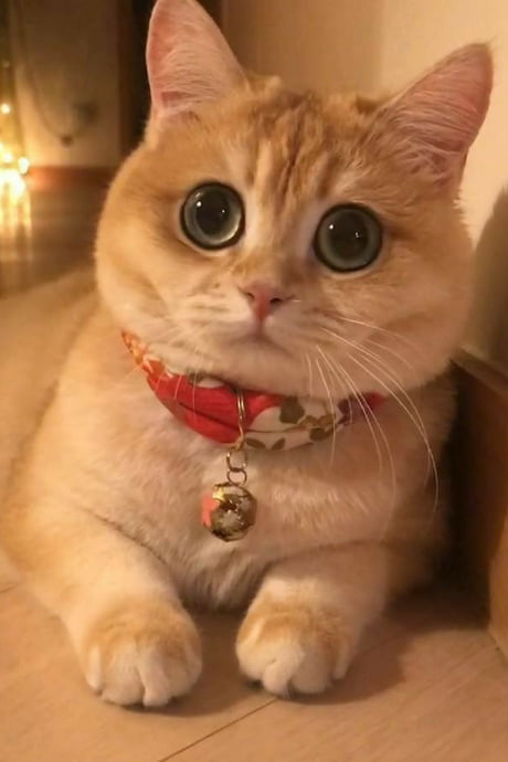 A Cute Cat With Big Eyes! - 9GAG