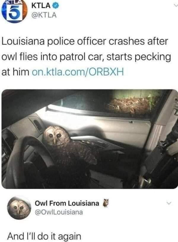 That bastard Owl