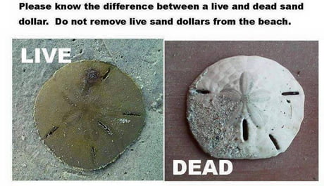 Sand Dollar Alive