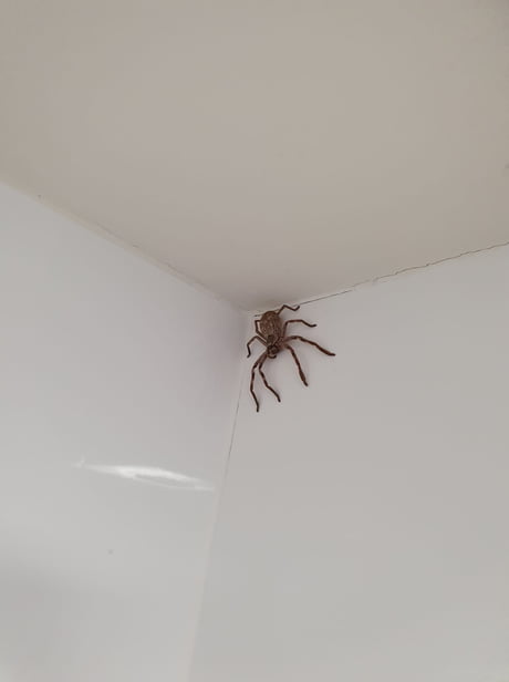 Woman finds massive huntsman spider at home in Queensland, Australia