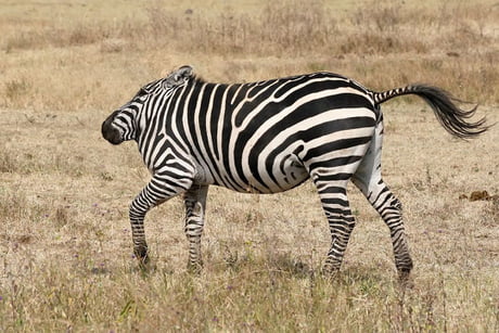 There's An Instagram Account That Posts Animals Without Necks - 9GAG There's An Instagram Account That Posts Animals Without Necks - 9GAG