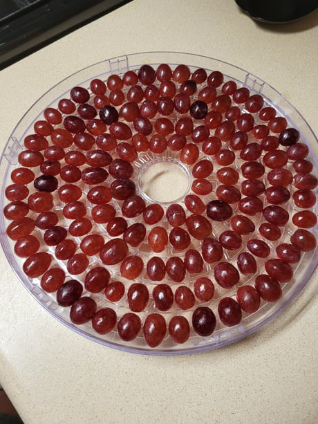 Getting ready make some homemade raisins. Though everyone would appreciate the arrangement of grapes on the dehydrator tray 9GAG