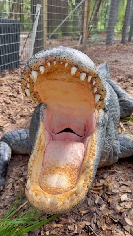 Yawning Alligator