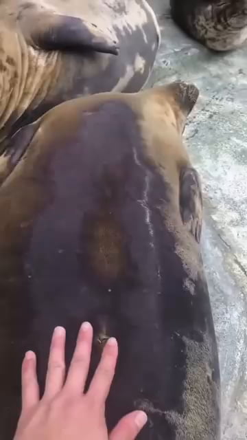 Sea doggo