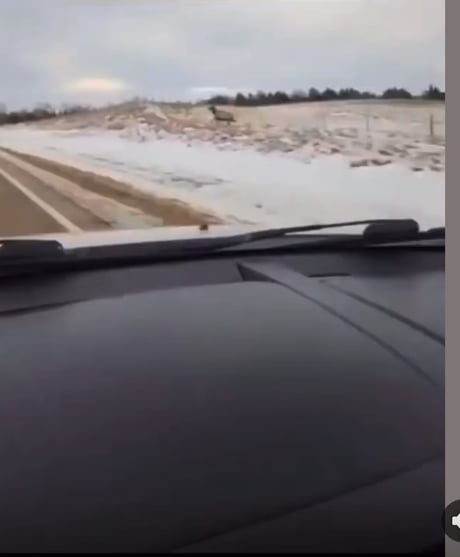 Look! An elk! What a magest…. Nvm.