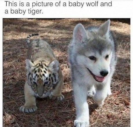 Best Funny wolf Memes - 9GAG