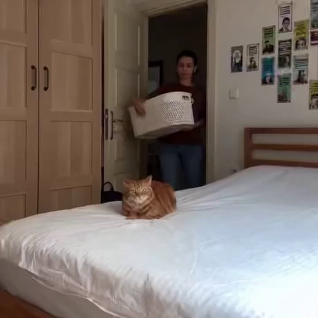 Another one for the Meow Too movement