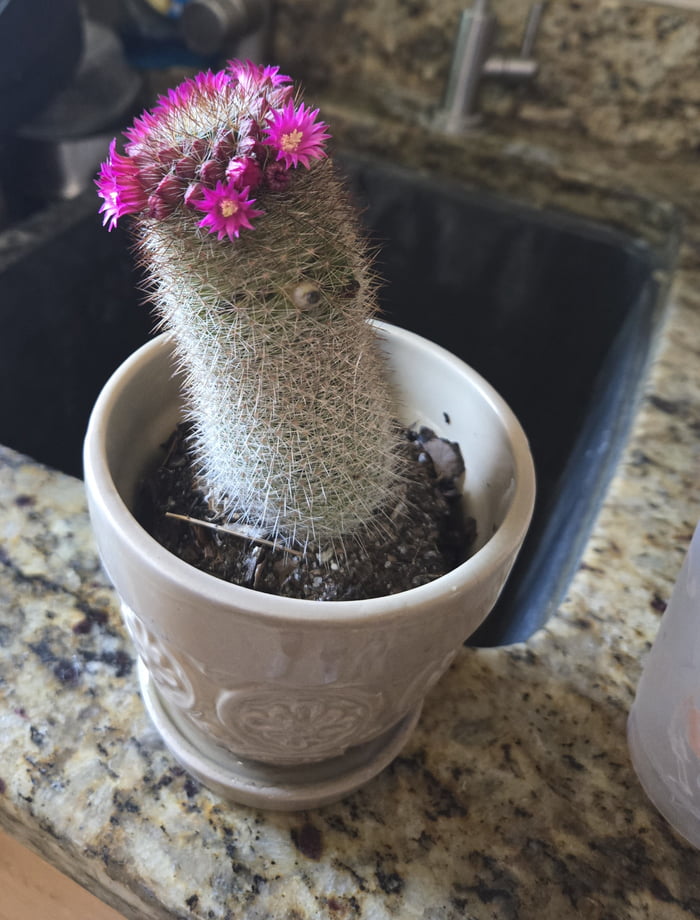 My cactus actually grew little flowers - 9GAG