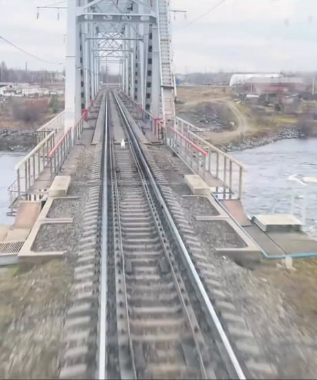 That has to be the fastest rabbit on earth