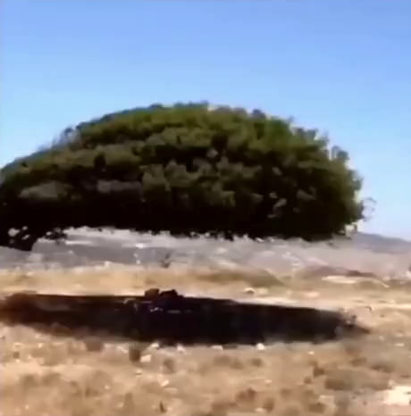 This tree was shaped by decades of strong wind