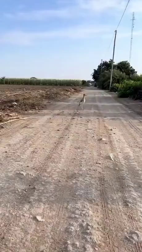 Road runner, with the actual sound