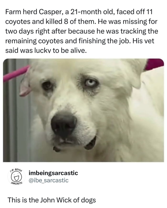 Casper definitely deserves a lifetime supply of treats