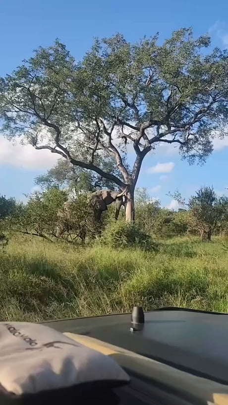 How strong is an elephant?